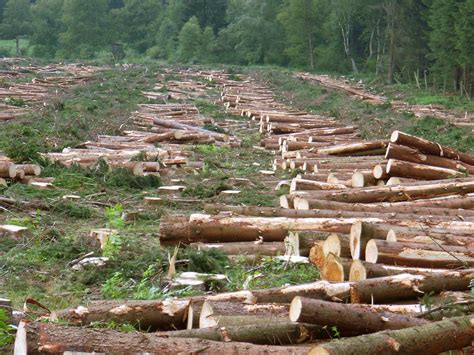 deforestation: 1 n the state of being clear of trees Type of: environmental condition the state of the environment n the removal of trees Synonyms: disforestation Type of: baring , denudation , husking , stripping , uncovering the removal of covering